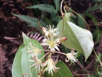 Smilax melastomifolia