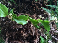 Smilax melastomifolia