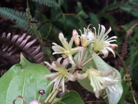 Smilax melastomifolia