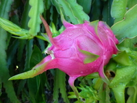 Hylocereus undatus