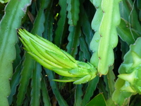 Hylocereus undatus