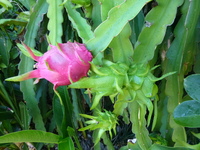 Hylocereus undatus
