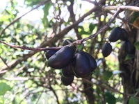 Alyxia stellata
