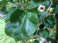 Lebronnecia kokioides