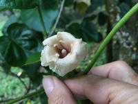 Lebronnecia kokioides