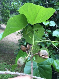 Lebronnecia kokioides