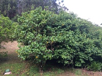 Lebronnecia kokioides