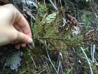 Doryopteris angelica