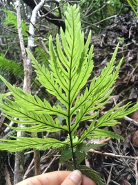 Doryopteris angelica