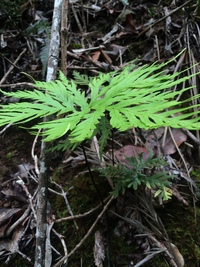 Doryopteris angelica