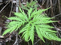 Doryopteris angelica