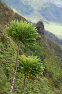 Cyanea hardyi