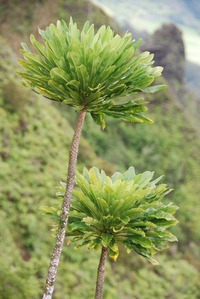 Cyanea hardyi