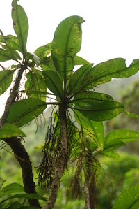 Charpentiera densiflora