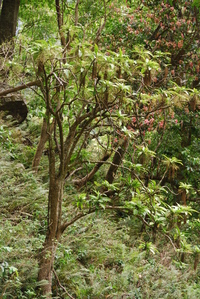 Charpentiera densiflora