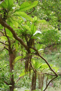 Charpentiera densiflora