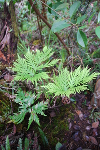 Doryopteris angelica