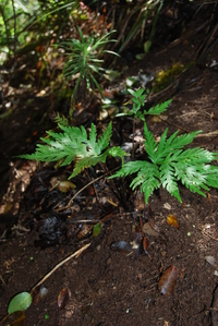 Doryopteris angelica