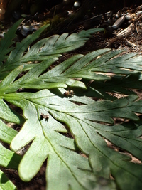 Doryopteris angelica