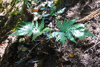 Doryopteris angelica