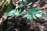 Doryopteris angelica
