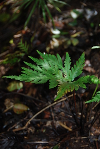 Doryopteris angelica