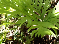 Doryopteris angelica