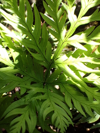 Doryopteris angelica
