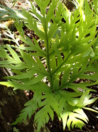 Doryopteris angelica