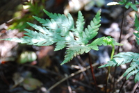 Doryopteris angelica