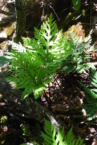 Doryopteris angelica