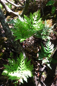 Doryopteris angelica