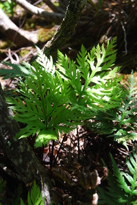 Doryopteris angelica