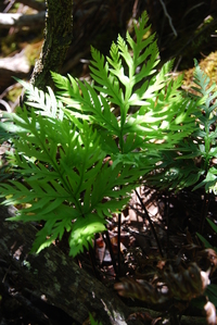 Doryopteris angelica