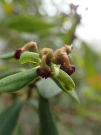 Euphorbia atrococca