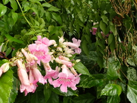 Podranea ricasoliana