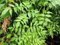 Podranea ricasoliana