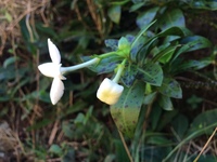 Kadua fluviatilis