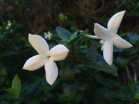 Kadua fluviatilis