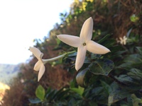 Kadua fluviatilis