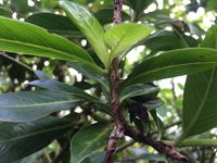 Kadua fluviatilis