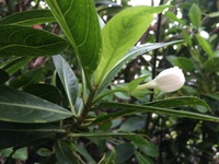 Kadua fluviatilis