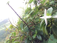 Kadua fluviatilis