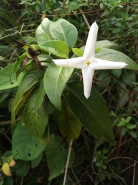 Kadua fluviatilis