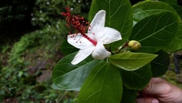 Hibiscus waimeae subsp. hannerae