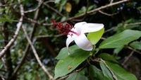Hibiscus waimeae subsp. hannerae