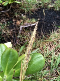 Ischaemum byrone