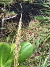 Ischaemum byrone