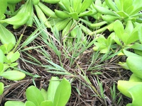 Ischaemum byrone