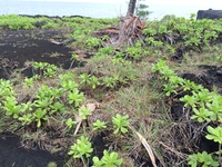 Ischaemum byrone